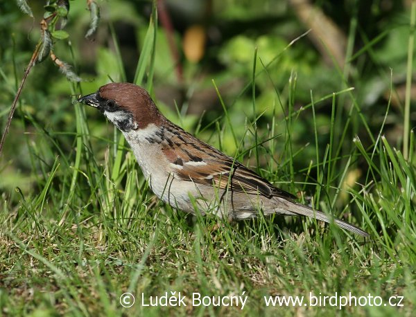 Vrabec polní (Passer montanus) II