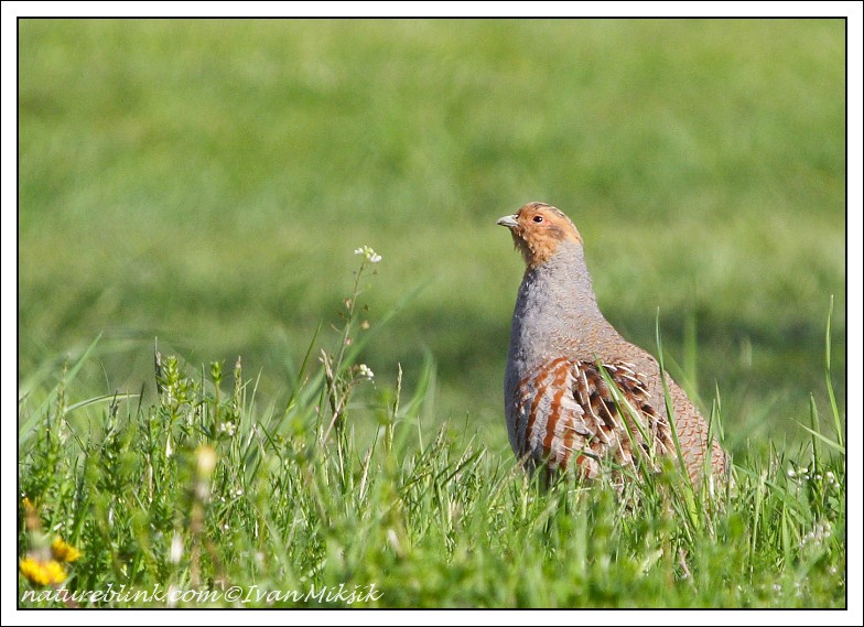 Koroptev polní (Perdix perdix) IV