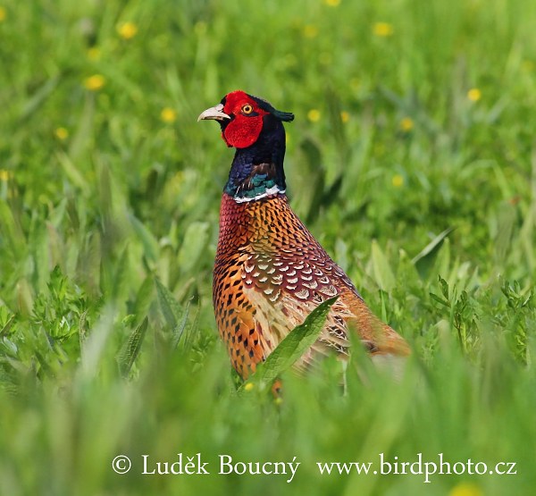 Bažant obecný (Phasianus colchicus)