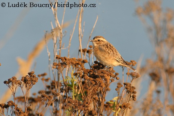 Bramborníček hnědý (Saxicola rubetra)