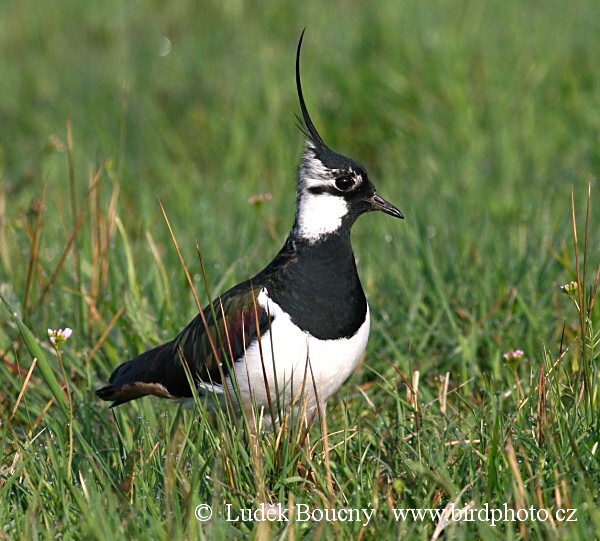 Čejka chocholatá (Vanellus vanellus) II