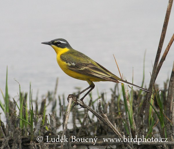 Konipas luční (Motacilla flava)