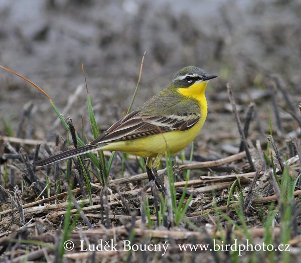 Konipas luční (Motacilla flava) II