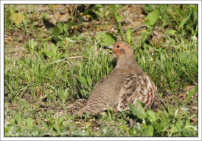 Koroptev polní (Perdix perdix) V