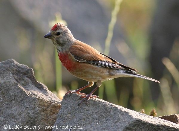 Konopka obecná (Carduelis cannabina) II