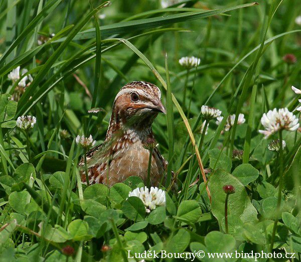 Křepelka polní (Coturnix coturnix) II