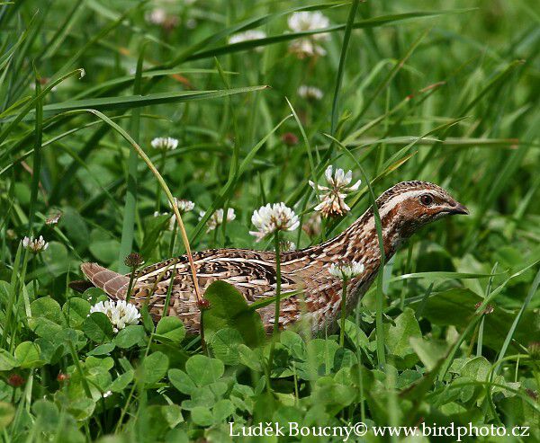 Křepelka polní (Coturnix coturnix) III