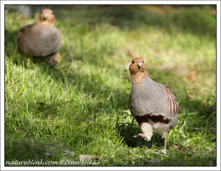 Koroptev polní (Perdix perdix) VI