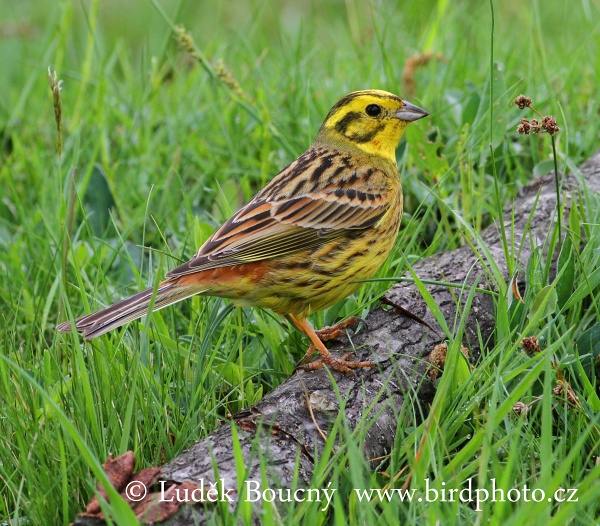 Strnad obecný (Emberiza citrinella)