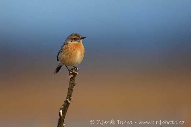 Bramborníček černohlavý (Saxicola torquata) II