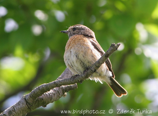 Bramborníček černohlavý (Saxicola torquata) IV