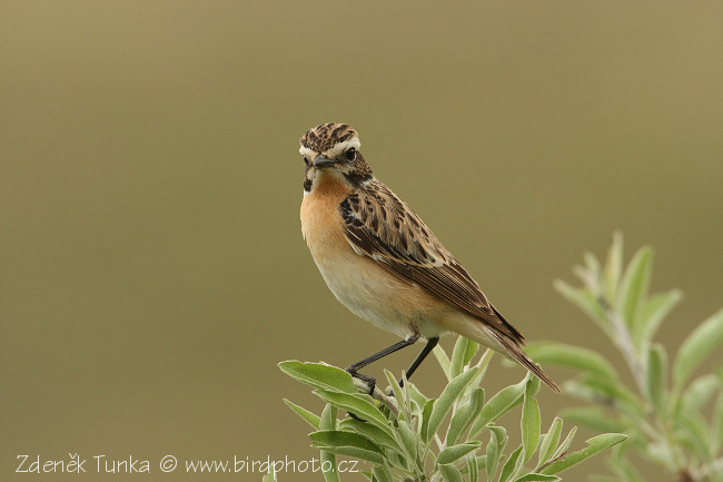 Bramborníček hnědý (Saxicola rubetra)