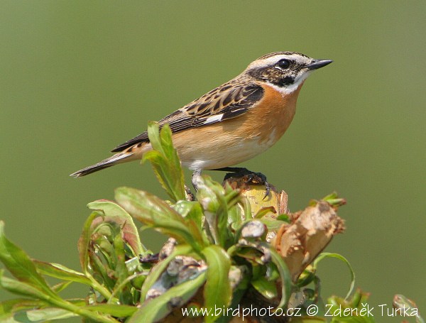 Bramborníček hnědý (Saxicola rubetra) II