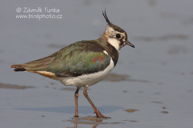 Čejka chocholatá (Vanellus vanellus) IV