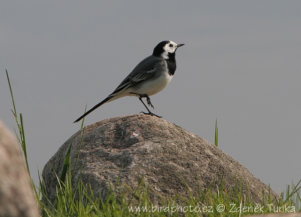 Konipas bílý (Motacilla alba) III