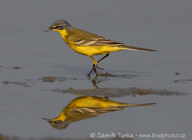 Konipas luční (Motacilla flava)