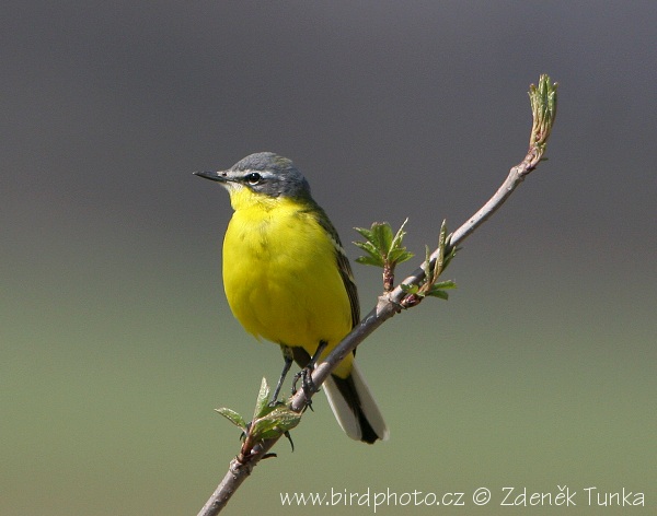 Konipas luční (Motacilla flava) III