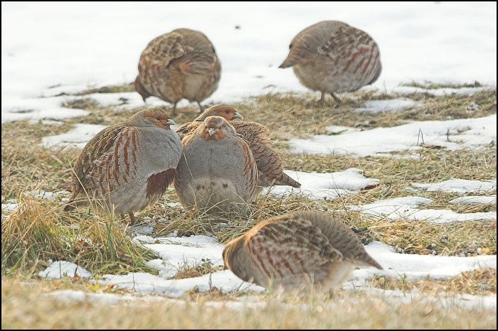 Koroptev polní (Perdix perdix) IX