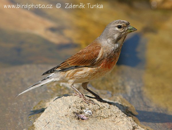 Konopka obecná (Carduelis cannabina) II