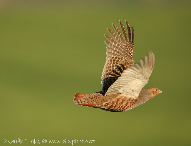 Koroptev polní (Perdix perdix) VIII