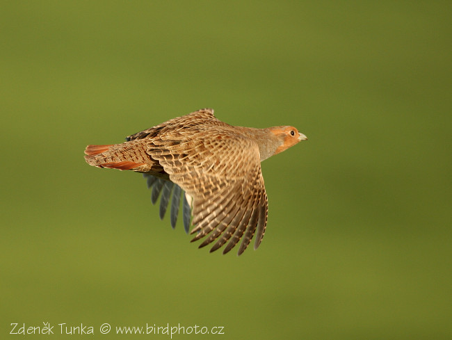 Koroptev polní (Perdix perdix) IX