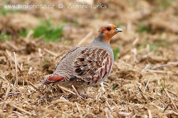 Koroptev polní (Perdix perdix) X