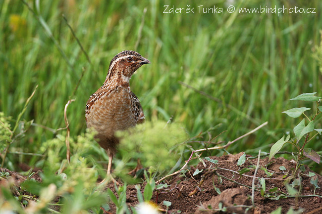 Křepelka polní (Coturnix coturnix)