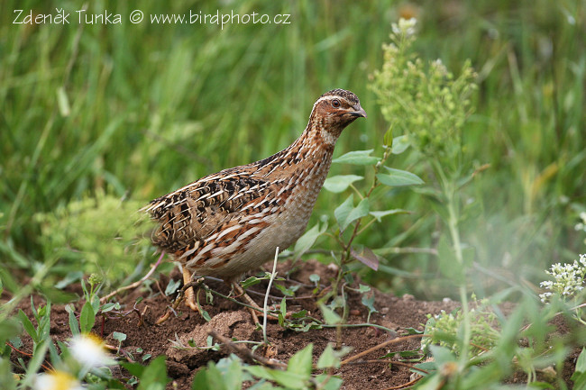 Křepelka polní (Coturnix coturnix) II