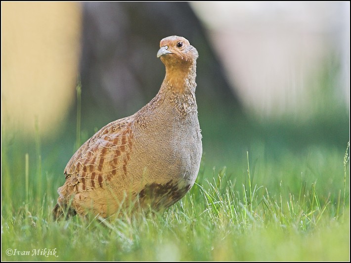 Koroptev polní (Perdix perdix) X