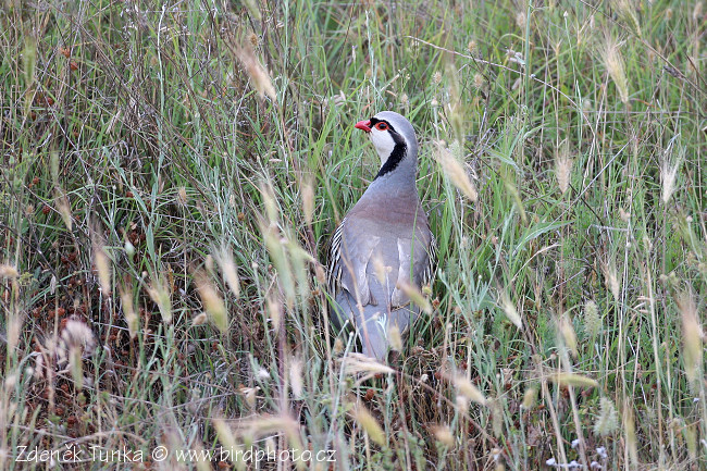 Orebice horská (Alectoris graeca) II