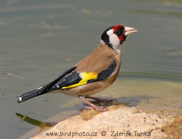 Stehlík obecný (Carduelis carduelis)