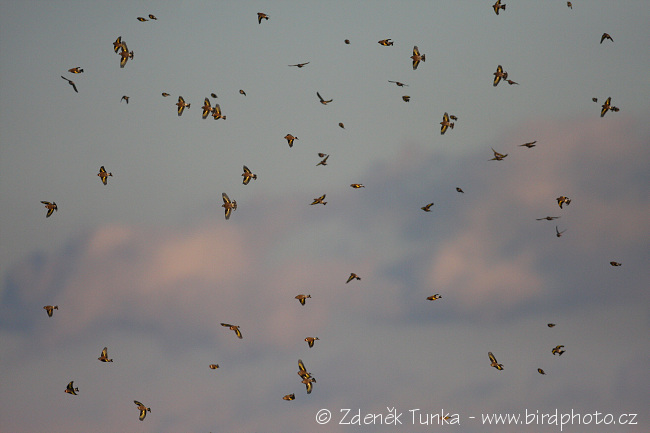 Stehlík obecný (Carduelis carduelis) IV