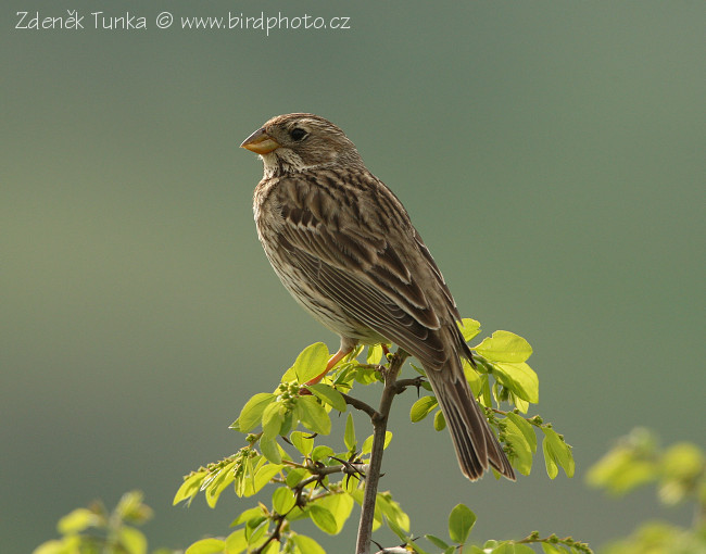 Strnad luční (Miliaria calandra) III