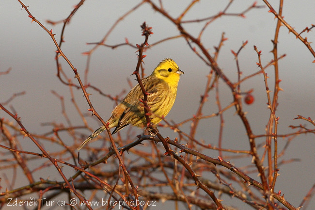 Strnad obecný (Emberiza citrinella)