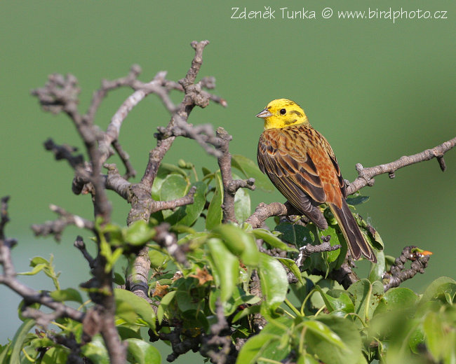 Strnad obecný (Emberiza citrinella) III