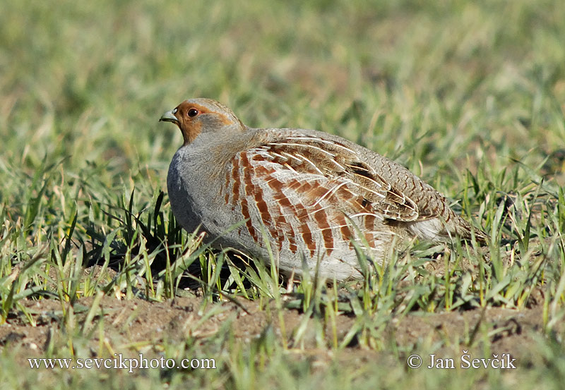 Koroptev polní (Perdix perdix)