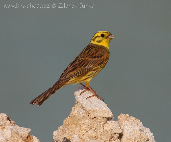 Strnad obecný (Emberiza citrinella) IV