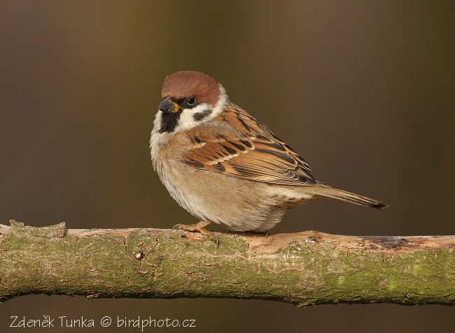 Vrabec polní (Passer montanus)