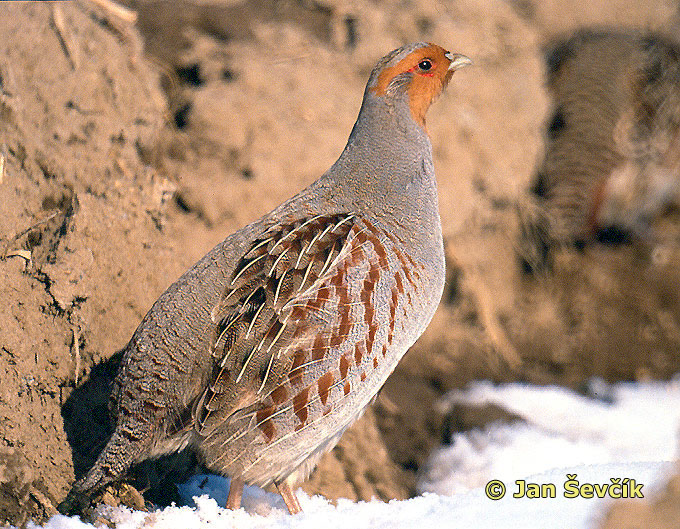 Koroptev polní (Perdix perdix) II