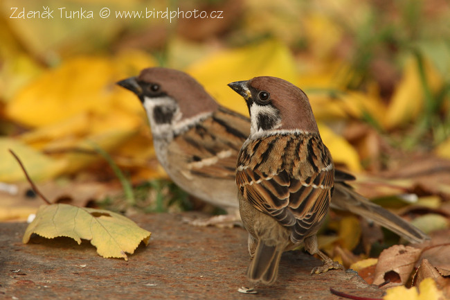 Vrabec polní (Passer montanus) VI