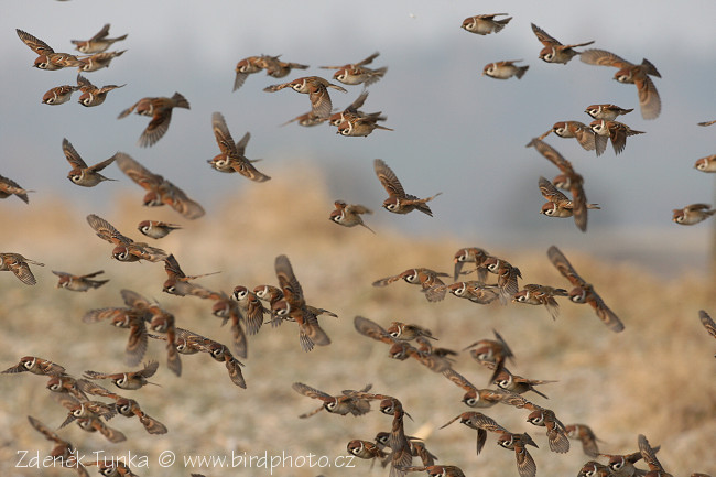 Vrabec polní (Passer montanus) VIII