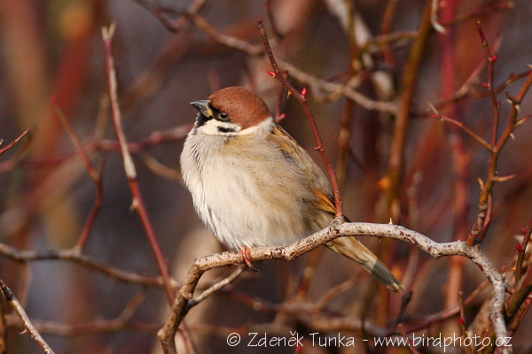 Vrabec polní (Passer montanus) XII