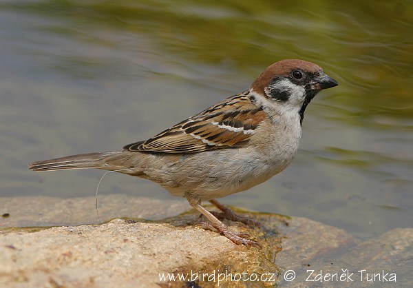 Vrabec polní (Passer montanus) XIII