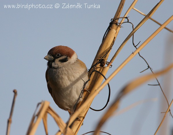 Vrabec polní (Passer montanus) III