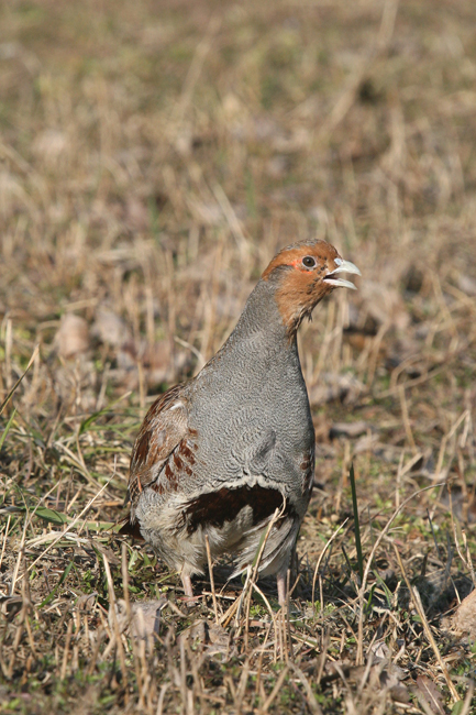 Koroptev polní (Perdix perdix)