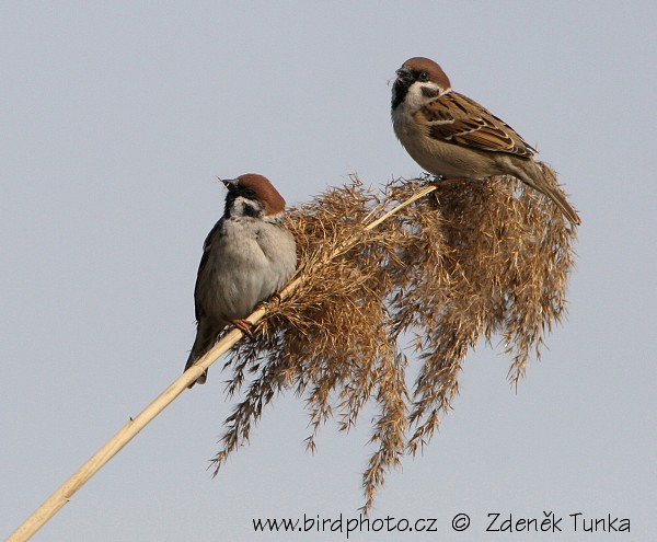 Vrabec polní (Passer montanus) IV