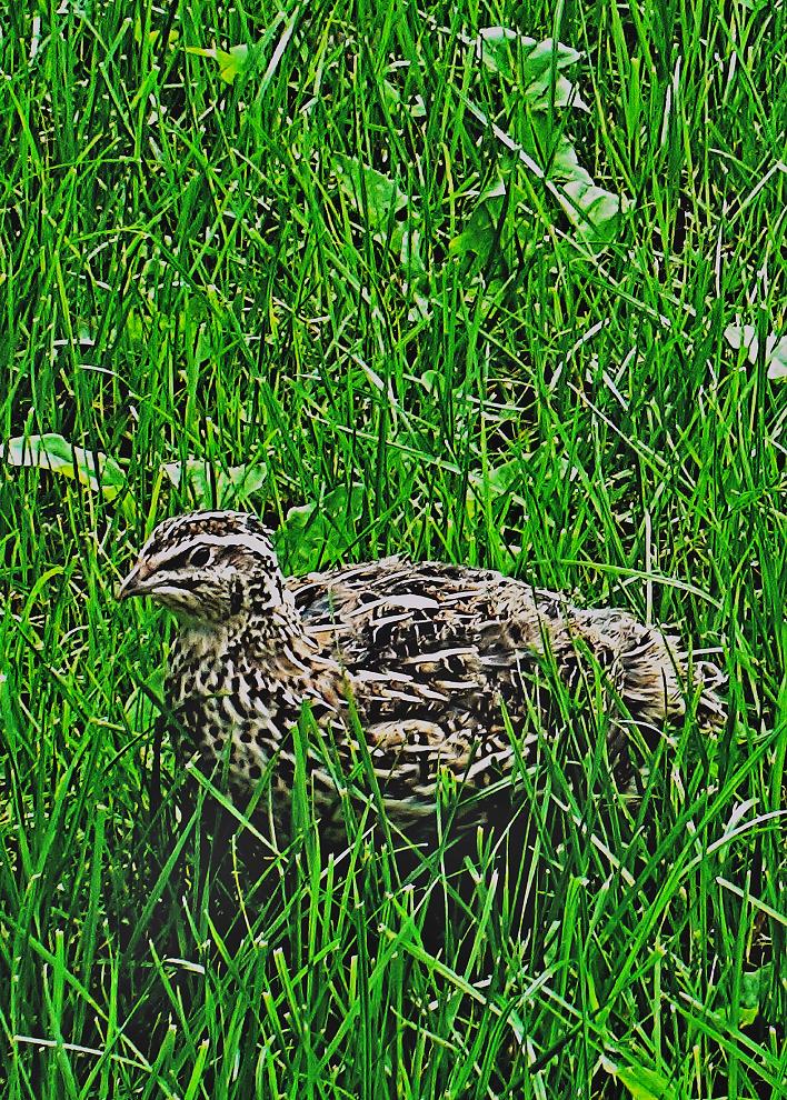 Křepelka polní (Coturnix coturnix)