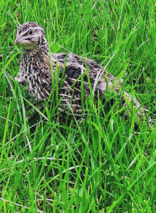 Křepelka polní (Coturnix coturnix) IV