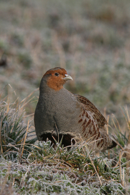 Koroptev polní (Perdix perdix) II