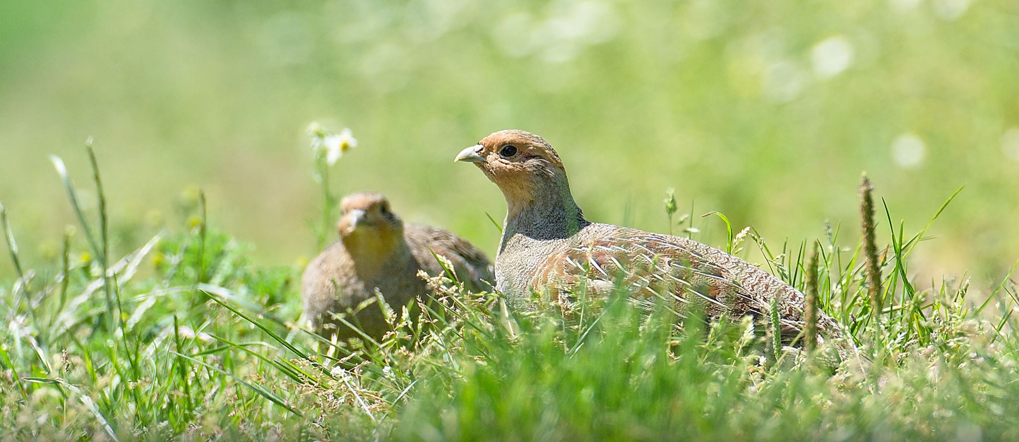 Koroptev polní (Perdix perdix) 01